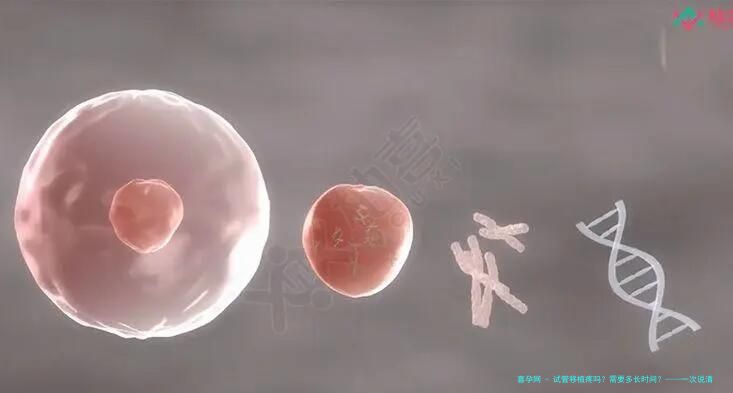 试管移植疼吗？需要多长时间？&mdash;&mdash;一次说清楚移植全过程